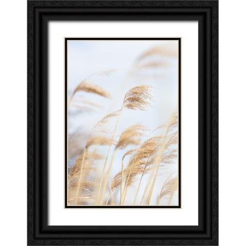 Grass Reed and sky_2 Black Ornate Wood Framed Art Print with Double Matting by 1x Studio III
