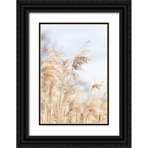 Grass Reed And Sky_3 Black Ornate Wood Framed Art Print with Double Matting by 1x Studio III