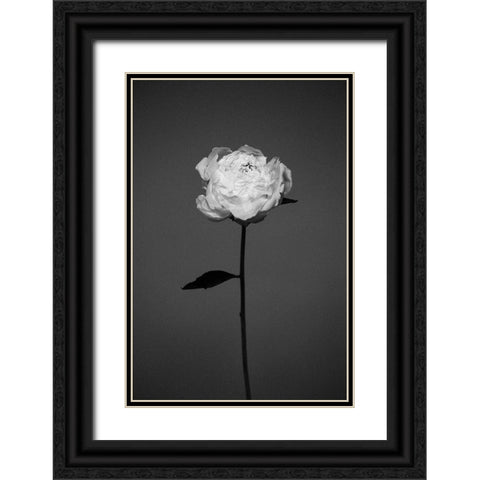 Peony Black Ornate Wood Framed Art Print with Double Matting by Frolova, Antonida