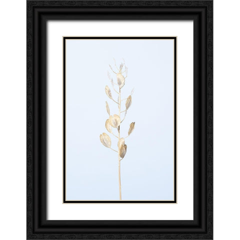 Solitary dried plant_light blue Black Ornate Wood Framed Art Print with Double Matting by 1x Studio III