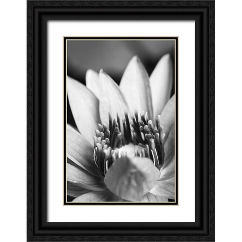 Flower-close up Black Ornate Wood Framed Art Print with Double Matting by 1x Studio III