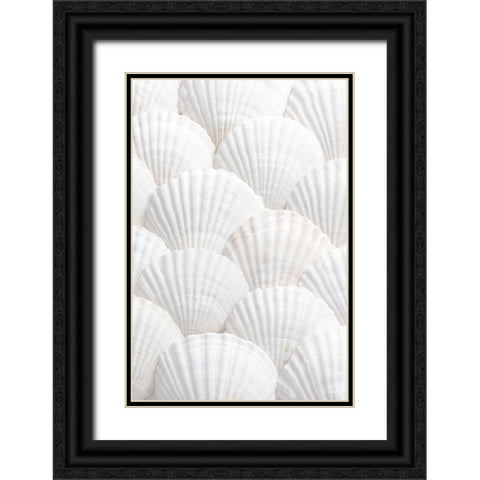 Shells_3 Black Ornate Wood Framed Art Print with Double Matting by 1x Studio III