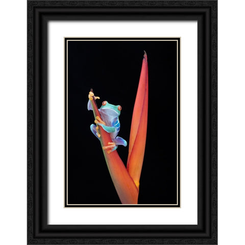 Red Eyed Tree Frog on a Tropical Flower Black Ornate Wood Framed Art Print with Double Matting by D Lester, Linda