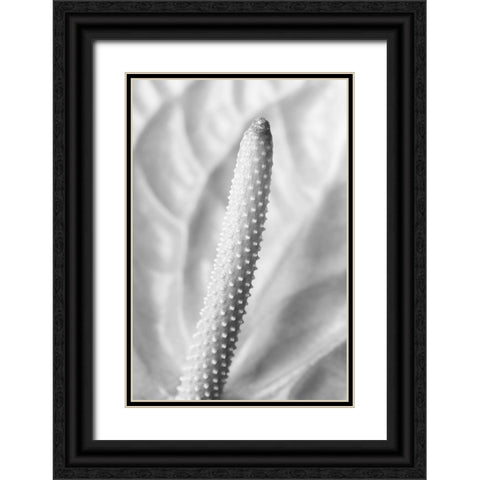 Flammingo Flower Black Ornate Wood Framed Art Print with Double Matting by 1x Studio III