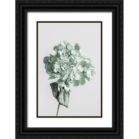 Green dried flower Black Ornate Wood Framed Art Print with Double Matting by 1x Studio III