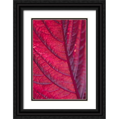Red Leaf Black Ornate Wood Framed Art Print with Double Matting by 1x Studio III