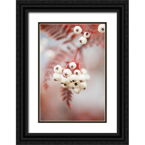 Berries on a twig Black Ornate Wood Framed Art Print with Double Matting by 1x Studio III