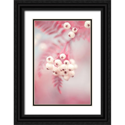Berries on a twig No2 Black Ornate Wood Framed Art Print with Double Matting by 1x Studio III