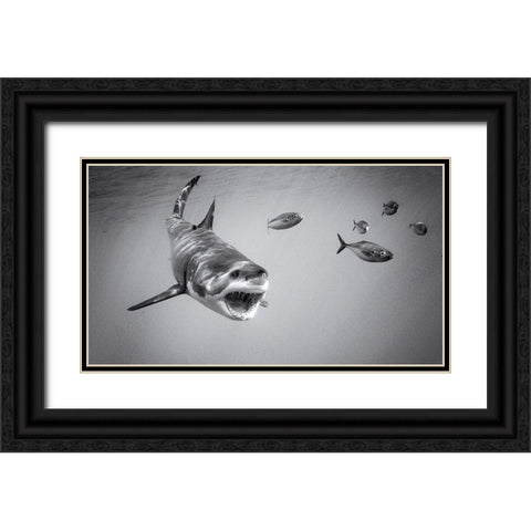 Chase Game With Great White Black Ornate Wood Framed Art Print with Double Matting by Rebro, Marcel