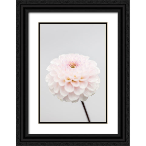 Pink Flower No3 Black Ornate Wood Framed Art Print with Double Matting by 1x Studio III