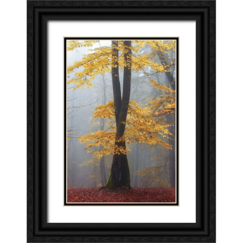 Loving trees Black Ornate Wood Framed Art Print with Double Matting by Hafezi, Shahram