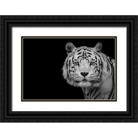 Bengal White Tiger Black Ornate Wood Framed Art Print with Double Matting by Baez Photography, Nauzet