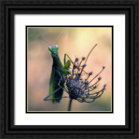Praying Mantis Black Ornate Wood Framed Art Print with Double Matting by Hoffman, Jimmy
