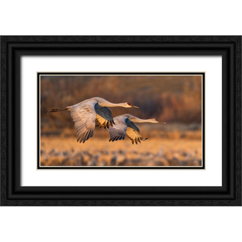 Love Birds Black Ornate Wood Framed Art Print with Double Matting by Fan, John