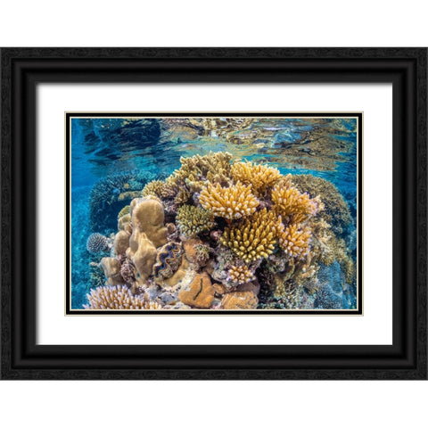 Reef of Mayotte Black Ornate Wood Framed Art Print with Double Matting by Gabriel, Barathieu