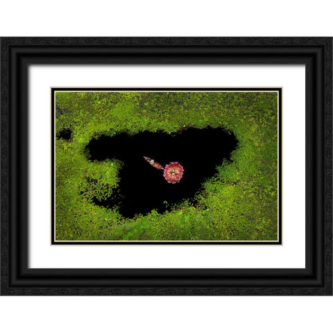 Harvesting Waterlily Black Ornate Wood Framed Art Print with Double Matting by Adikary, Sujon