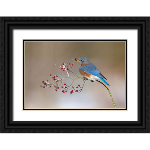 Blue bird in winter Black Ornate Wood Framed Art Print with Double Matting by Chen, Jia