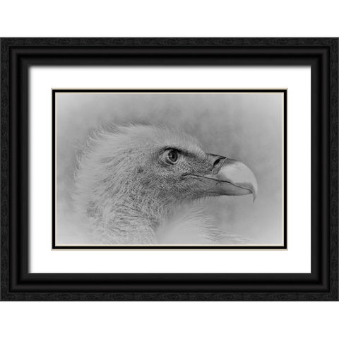 Bald Eagle Black Ornate Wood Framed Art Print with Double Matting by Andreescu, Cristian