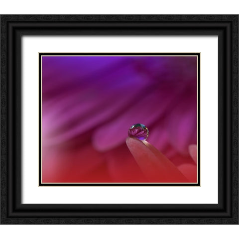 Prism Of Life.. Black Ornate Wood Framed Art Print with Double Matting by Nan, Juliana