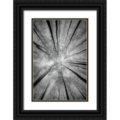 Treetops Black Ornate Wood Framed Art Print with Double Matting by Pavlasek, Tom
