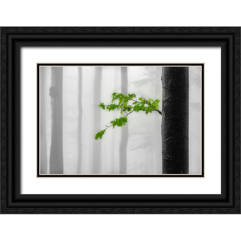 Green leaves Black Ornate Wood Framed Art Print with Double Matting by Pavlasek, Tom