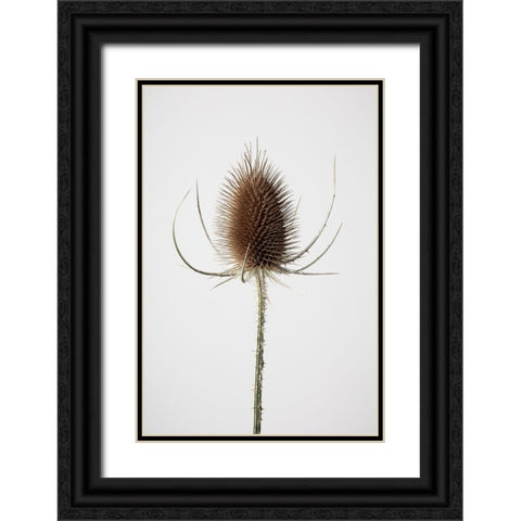 Dried_004 Black Ornate Wood Framed Art Print with Double Matting by 1x Studio III