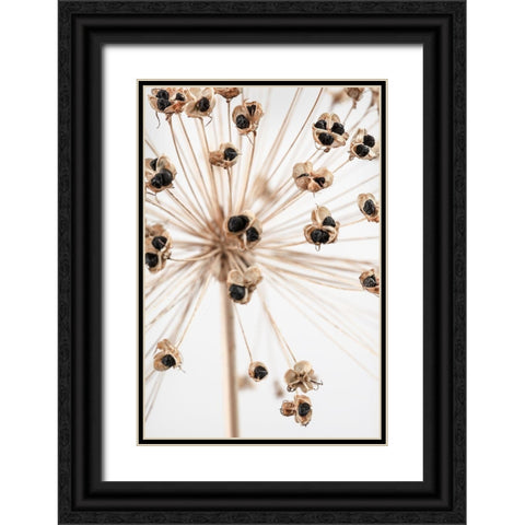 Dried_007 Black Ornate Wood Framed Art Print with Double Matting by 1x Studio III
