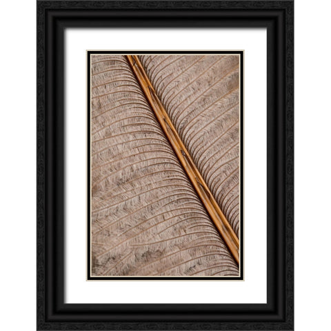 Feather_007 Black Ornate Wood Framed Art Print with Double Matting by 1x Studio III