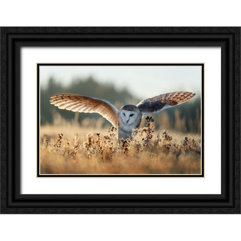 Sunrise Black Ornate Wood Framed Art Print with Double Matting by Firesova, Michaela