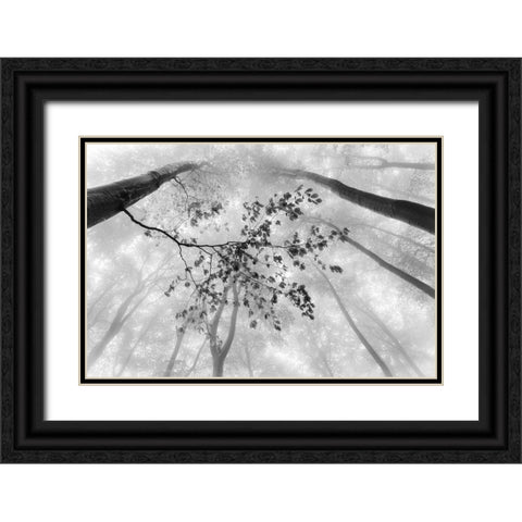 The branch Black Ornate Wood Framed Art Print with Double Matting by Pavlasek, Tom