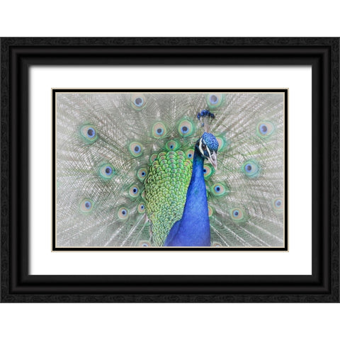 Peacock Black Ornate Wood Framed Art Print with Double Matting by Ren, Yuzheng