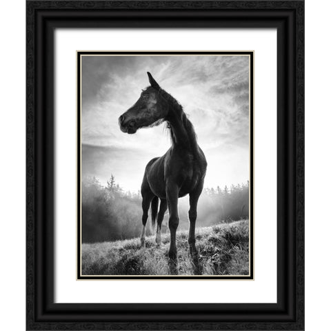 Backlight Horse Black Ornate Wood Framed Art Print with Double Matting by Accordini, Alessandro