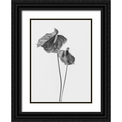 Anthurium Black Ornate Wood Framed Art Print with Double Matting by Gronkjar, Lotte