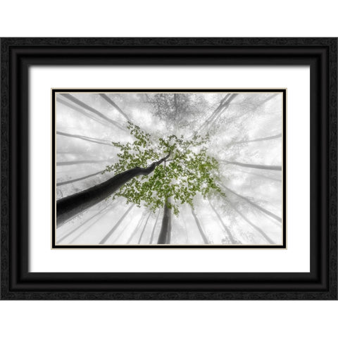 Green leaves Black Ornate Wood Framed Art Print with Double Matting by Pavlasek, Tom