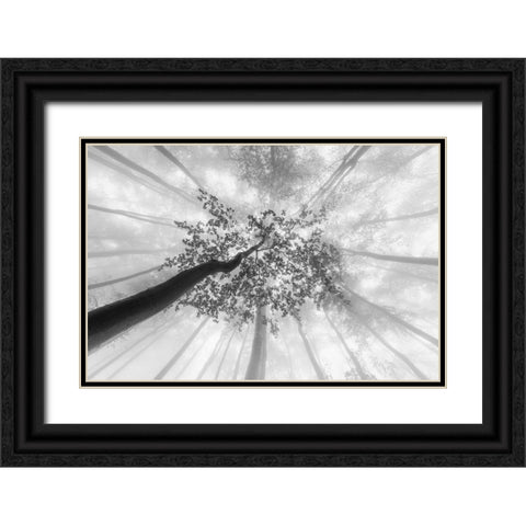 Spring foggy views Black Ornate Wood Framed Art Print with Double Matting by Pavlasek, Tom
