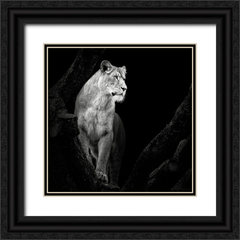 Lioness Black Ornate Wood Framed Art Print with Double Matting by Meermann, Christian