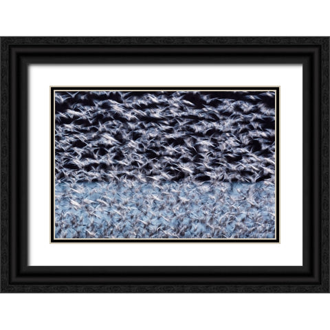 To the Arctic Black Ornate Wood Framed Art Print with Double Matting by Guo, Liwen
