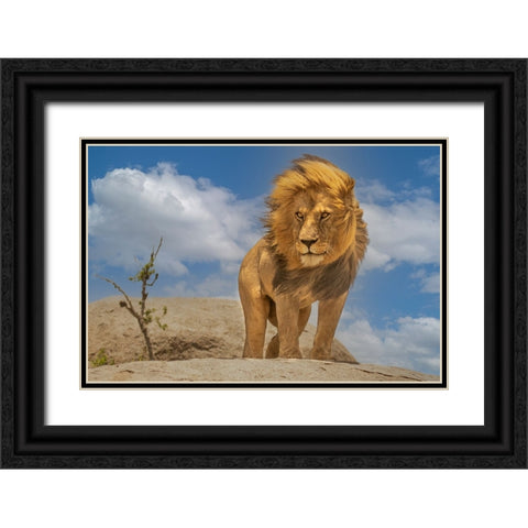 The Lion King Black Ornate Wood Framed Art Print with Double Matting by Bhatia, Yogesh