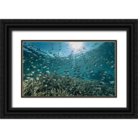 The Reef Black Ornate Wood Framed Art Print with Double Matting by Melesan, Serge
