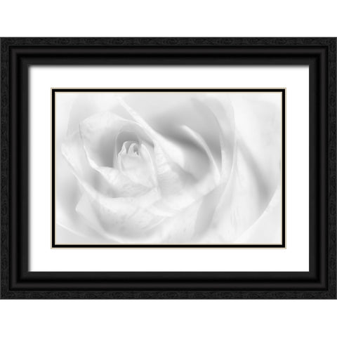 Hint Of A Rose Black Ornate Wood Framed Art Print with Double Matting by Pfeiffer, Peter