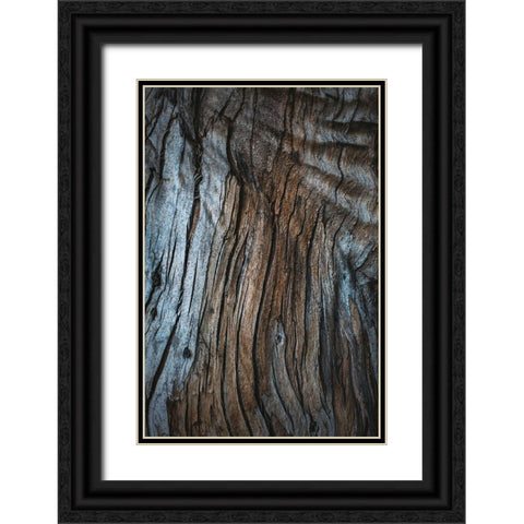 Eucalyptus Texture Black Ornate Wood Framed Art Print with Double Matting by Mossholder, Tim