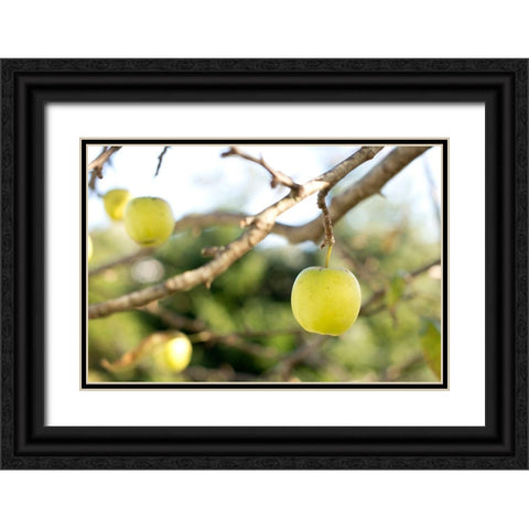 Apples Black Ornate Wood Framed Art Print with Double Matting by Mossholder, Tim