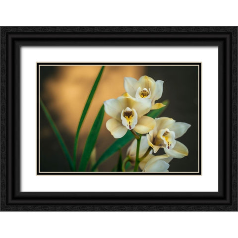 White Orchids Black Ornate Wood Framed Art Print with Double Matting by Mossholder, Tim