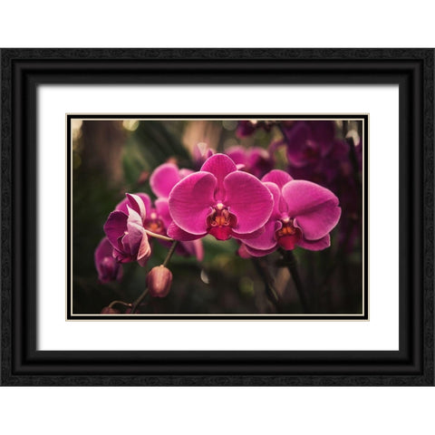 Hot Pink Orchid Black Ornate Wood Framed Art Print with Double Matting by Mossholder, Tim