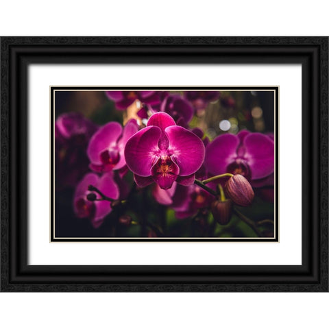 Hot Pink Orchid Black Ornate Wood Framed Art Print with Double Matting by Mossholder, Tim