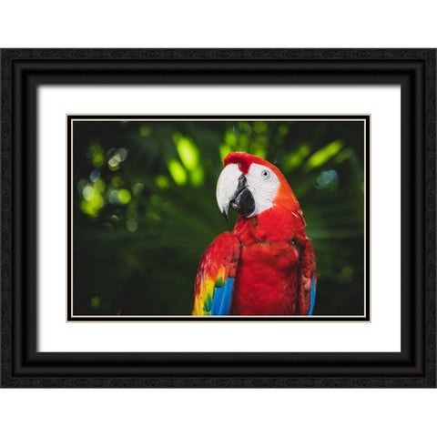 Colorful Parrot Black Ornate Wood Framed Art Print with Double Matting by Mossholder, Tim
