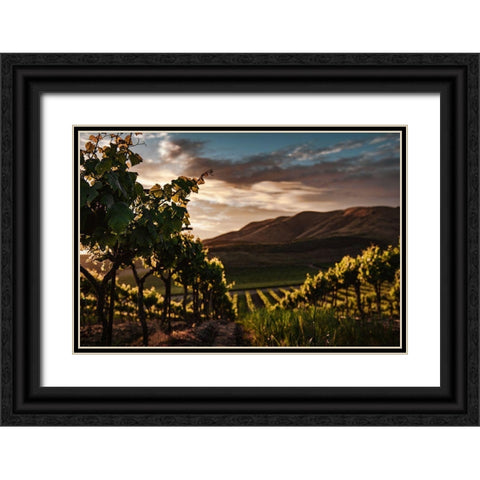 Vineyards Black Ornate Wood Framed Art Print with Double Matting by Mossholder, Tim