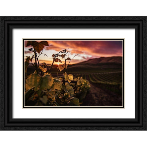 Vineyard at Sunset Black Ornate Wood Framed Art Print with Double Matting by Mossholder, Tim