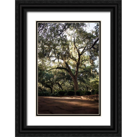 Oaks in Savannah Black Ornate Wood Framed Art Print with Double Matting by Mossholder, Tim