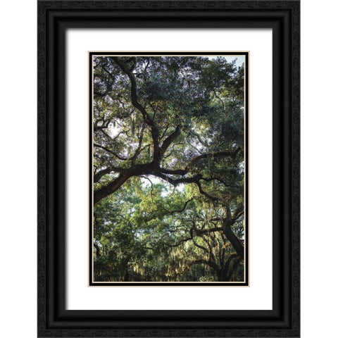Oaks Black Ornate Wood Framed Art Print with Double Matting by Mossholder, Tim